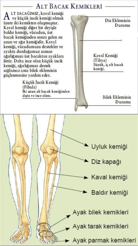 bacak kemik yapısı